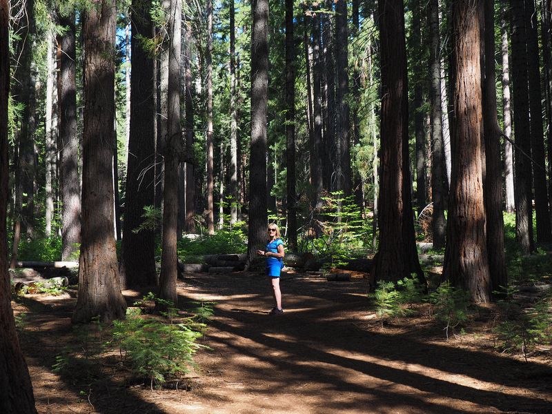 Eloise in a redwood grove that started growing after the 1908 fire